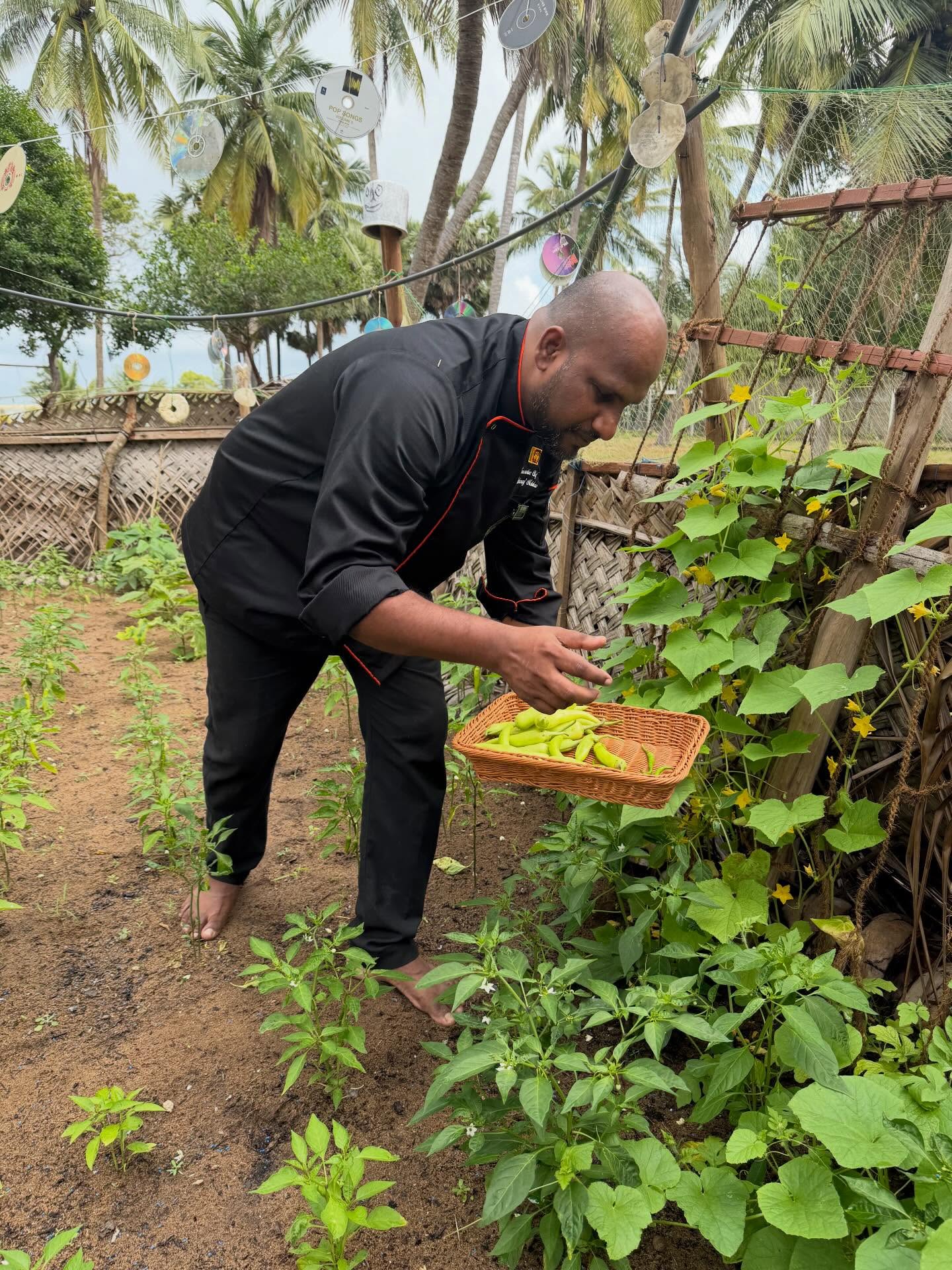 Chef harvesting fresh vegetables from De Silva garden in Kalpitiya